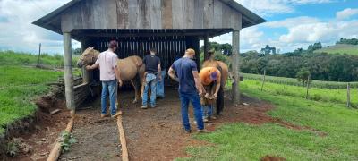 Curso de casqueamento em cavalos Ã© realizado em Nova Laranjeiras